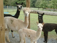 Alpacas