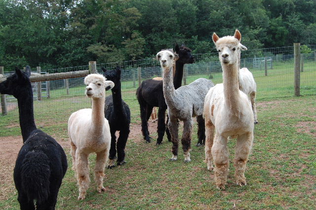 Alpacas